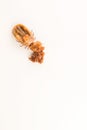 Macro - Big tick, full of blood, having eggs on the white background. Royalty Free Stock Photo