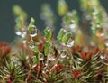 Big drops on moss Royalty Free Stock Photo