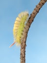 Climbing up yellow hairy caterpillar Royalty Free Stock Photo