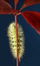 Yellow caterpillar climbing on red leaf Royalty Free Stock Photo