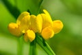 Macro of Bird`s-foot trefoil Lotus corniculatus flower on blured background