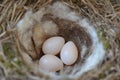 Macro - birds nest with three eggs Royalty Free Stock Photo