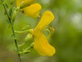 Macro of a birght yellow broom flower Royalty Free Stock Photo