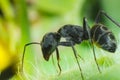 Macro of black ant in nature Royalty Free Stock Photo