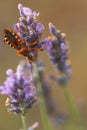 Macro of black and red assassin bug Rhynocoris iracundus on lavender flower Royalty Free Stock Photo