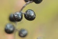 Macro of black Rowan berries in the forest in autumn on a green background