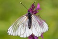 Macro of black-veined white butterfly (Aporia crataegi) Royalty Free Stock Photo