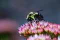 A Macro Black and Yellow Bumble Bee collecting Pollen on a flower. Royalty Free Stock Photo