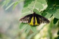 Macro of a Black Yellow Butterfly on a Leaf Royalty Free Stock Photo