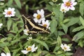 Macro of a black and yellow butterfly sitting on a green leaf Royalty Free Stock Photo