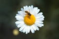 Macro of a black and yellow fly on a flower Royalty Free Stock Photo