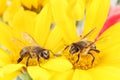 Macro of Black and Yellow Honey Bees Royalty Free Stock Photo