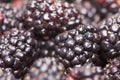 Macro Blackberries with Water Drops Royalty Free Stock Photo