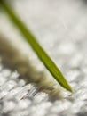 MACRO: Blade of grass