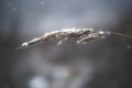 Macro blade of grass in the snow