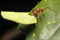 Macro of a leaf cutter ant Royalty Free Stock Photo