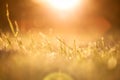 Macro Blades of Grass in Sunset with Bokeh