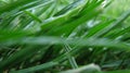 Macro Blades of Green Grass on a Summer Lawn or Meadow Royalty Free Stock Photo