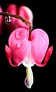 Macro Bleeding Heart Royalty Free Stock Photo