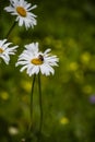 Macro of blooming beautiful white daisy flowers with bee Royalty Free Stock Photo