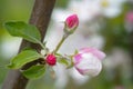 Macro of a blooming branch on an apple-tree in May Royalty Free Stock Photo