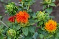 Yellow flower of Carthamus tinctorius Royalty Free Stock Photo