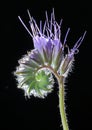 Macro blooming flower