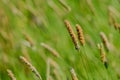 Macro of blooming grass