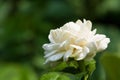 Macro blooming jasmine