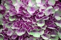 Macro Blooming light Purple color Hydrangea Flower with raindrops texture background