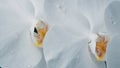 Macro of blooming orchid flowers with drops of water. Orchids cover all photo