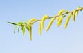 Macro of blooming osier branchlet
