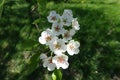 Macro of blooming pear branch in spring