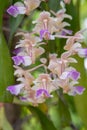 Macro blooming purple orchid flower with blur green natural background. Royalty Free Stock Photo