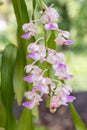 Macro blooming purple orchid flower with blur green natural background. Royalty Free Stock Photo