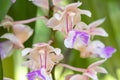 Macro blooming purple orchid flower with blur green natural background. Royalty Free Stock Photo