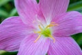 Macro blooming purple orchid flower with blur green natural background. Royalty Free Stock Photo