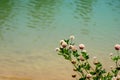 Macro blooming red clover flower or pink trefoil on emerald green water background.