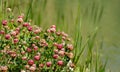 Macro blooming red clover flower or pink trefoil on emerald green water background.
