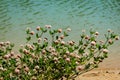 Macro blooming red clover flower or pink trefoil on emerald green water background. Nature concept for travel design