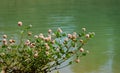 Macro blooming red clover flower or pink trefoil on emerald green water background
