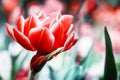 Macro of blooming red tulip. Nature background