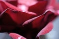 Macro blooming Rose close up