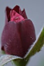 Macro blooming Rosebud close up