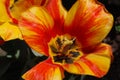 Macro of a Blooming Striped Yellow and Red Tulip Royalty Free Stock Photo