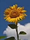 Macro of a blooming sunflower in front of blue sky Royalty Free Stock Photo
