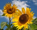 Macro of blooming sunflowers in front of blue sky Royalty Free Stock Photo