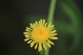 the Macro blooming yellow flower, No edit this morning on May 28th