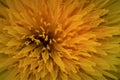 A macro of blossoming yellow dandelion