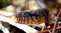 Macro blotched watersnake